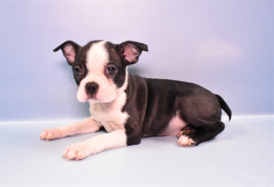 Boston Terrier-DOG-Female-Black and White-11195-Petland Monroeville, PA