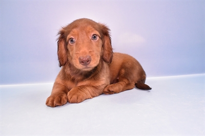 Dachshund-DOG-Female-Red-11196-Petland Monroeville, PA