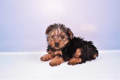 Yorkie-DOG-Male-Black and Tan-11197-Petland Monroeville, PA
