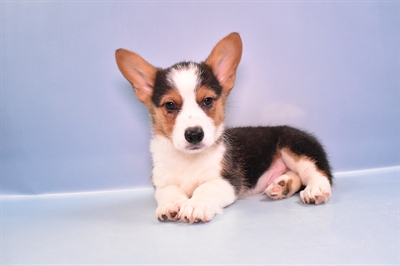 Pembroke Welsh Corgi-DOG-Male-Black and Tan-11198-Petland Monroeville, PA