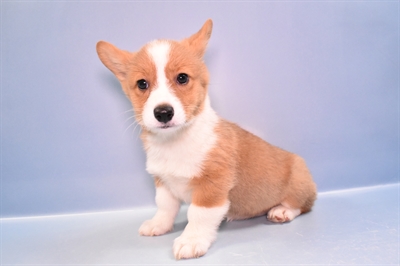 Pembroke Welsh Corgi-DOG-Female-Red-11199-Petland Monroeville, PA