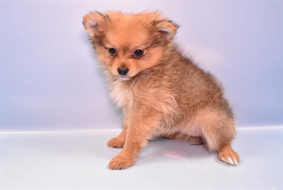 Pomeranian-DOG-Female-Orange Sable-11200-Petland Monroeville, PA
