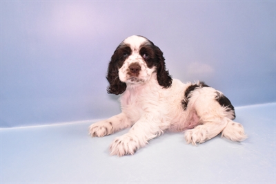 Cocker Spaniel-DOG-Male-Brown and White-11201-Petland Monroeville, PA
