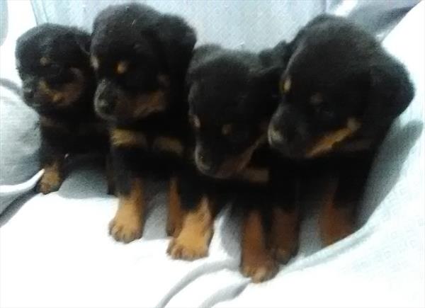 Rottweiler-DOG-Male-Black / Tan-11211-Petland Monroeville, PA