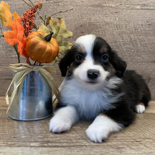 Australian Shepherd-DOG-Male-Tri-Colored-11214-Petland Monroeville, PA
