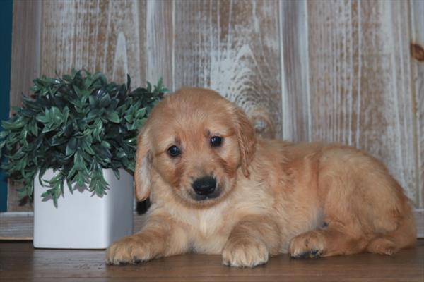 Golden Retriever-DOG-Female-Light Red-11217-Petland Monroeville, PA