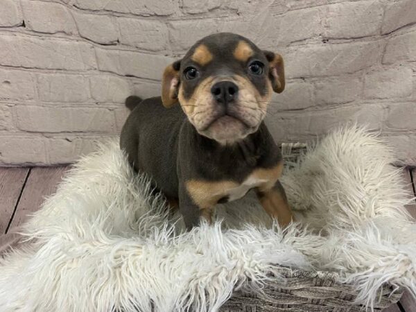 Old English Bulldog-DOG-Male-Blue and Tan-11225-Petland Monroeville, PA