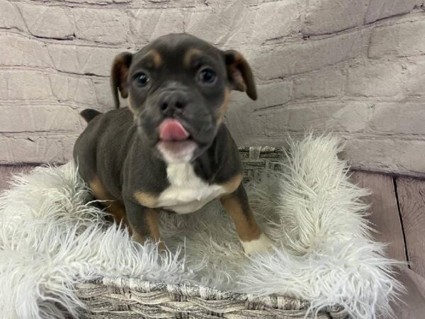 Old English Bulldog-DOG-Female-Blue and Tan-11226-Petland Monroeville, PA