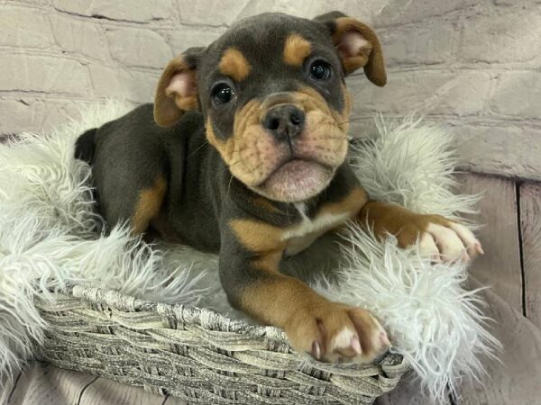 Old English Bulldog-DOG-Male-Blue and Tan-11227-Petland Monroeville, PA
