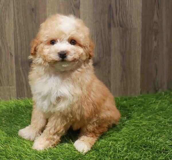 Maltipoo-DOG-Male-Apricot-11228-Petland Monroeville, PA