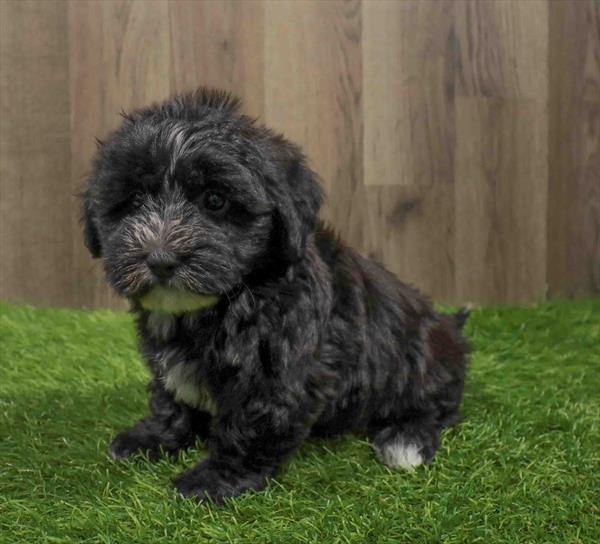 SilkChon-DOG-Female-Black-11229-Petland Monroeville, PA