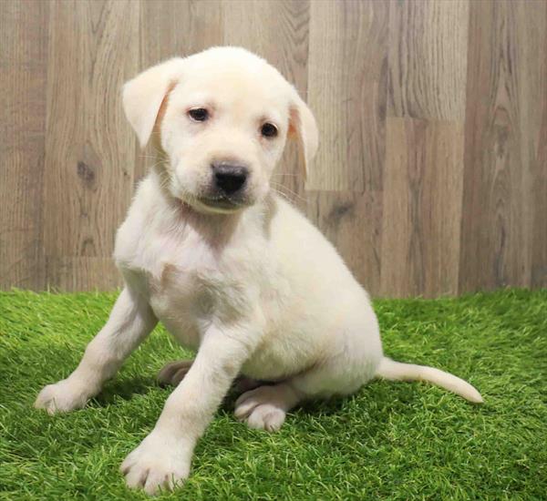 Labrador Retriever-DOG-Male-Yellow-11230-Petland Monroeville, PA