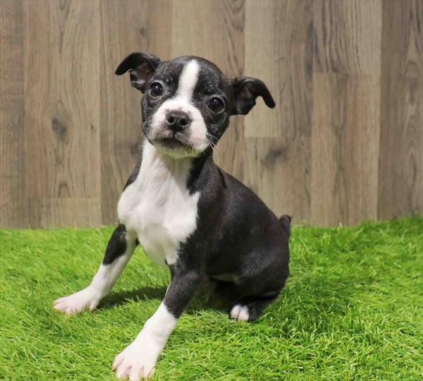 Boston Terrier-DOG-Female-Red / White-11236-Petland Monroeville, PA