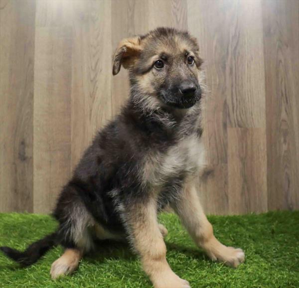 German Shepherd-DOG-Female-Black / Tan-11143-Petland Monroeville, PA