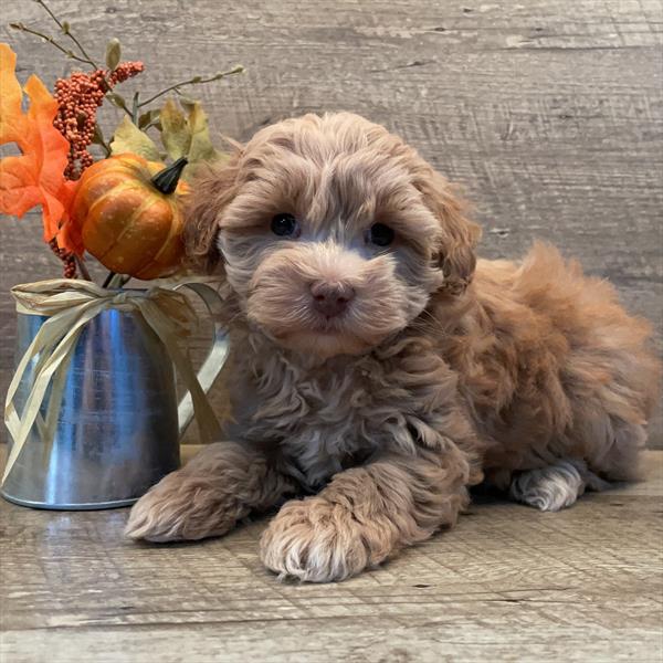 Schnoodle-DOG-Female-Tan-11149-Petland Monroeville, PA