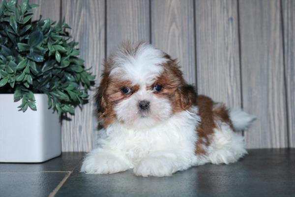 Shih Tzu-DOG-Male-Sable / White-11150-Petland Monroeville, PA