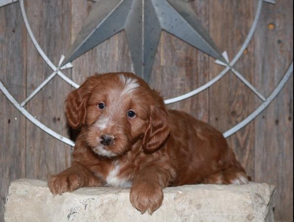Mini Goldendoodle 2nd Gen.-DOG-Male-Dark Red-11153-Petland Monroeville, PA