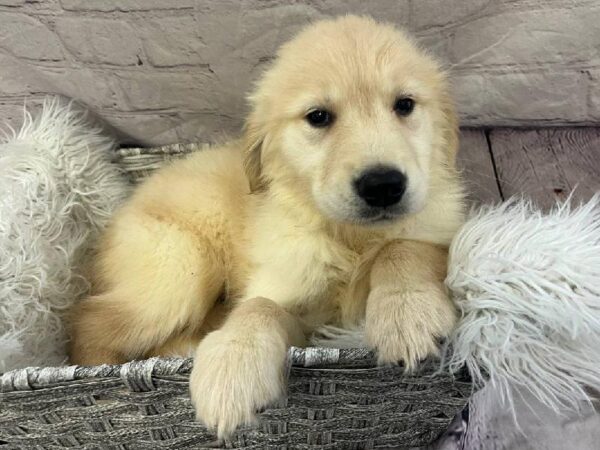 Golden Retriever-DOG-Male-Cream-11146-Petland Monroeville, PA