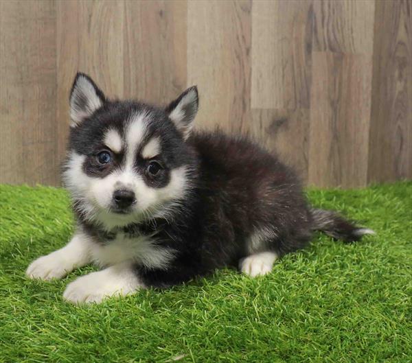 Hybrid-DOG-Female-Black / White-11178-Petland Monroeville, PA