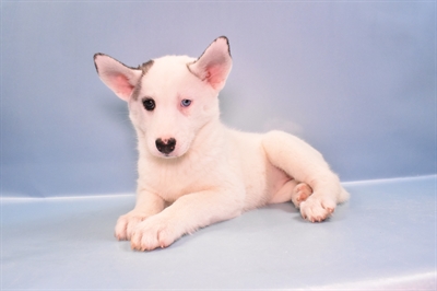 Siberian Husky-DOG-Female-Grey and White-11202-Petland Monroeville, PA