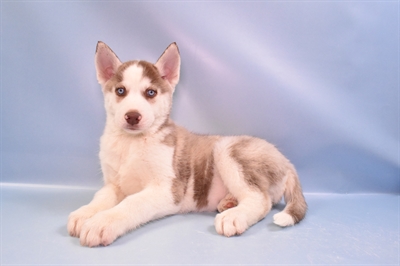 Siberian Husky-DOG-Male-Red and White-11203-Petland Monroeville, PA