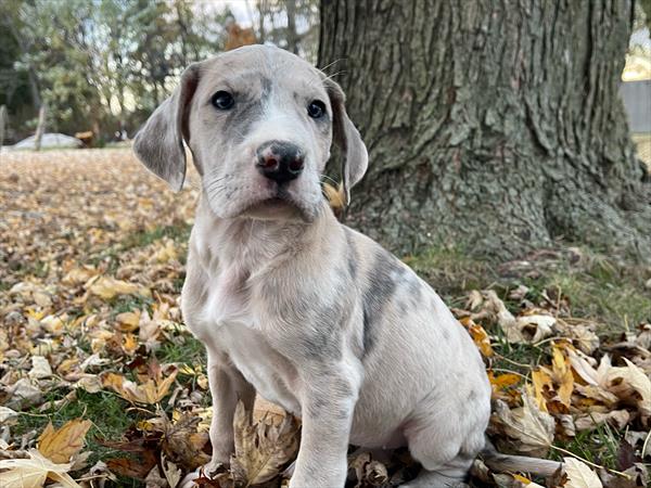 Great Dane-DOG-Female-Merle-11212-Petland Monroeville, PA