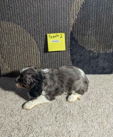 Cavalier King Charles Spaniel-DOG-Female-Blue Merle / White-11213-Petland Monroeville, PA