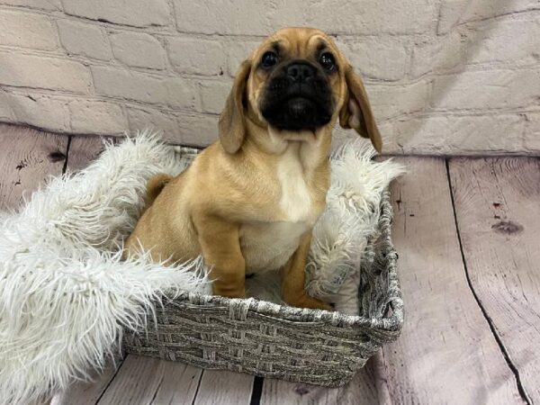 Puggle-DOG-Male-Dark Brown-11216-Petland Monroeville, PA