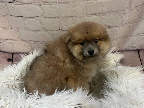 Pomimo-DOG-Male-Gray-11215-Petland Monroeville, PA