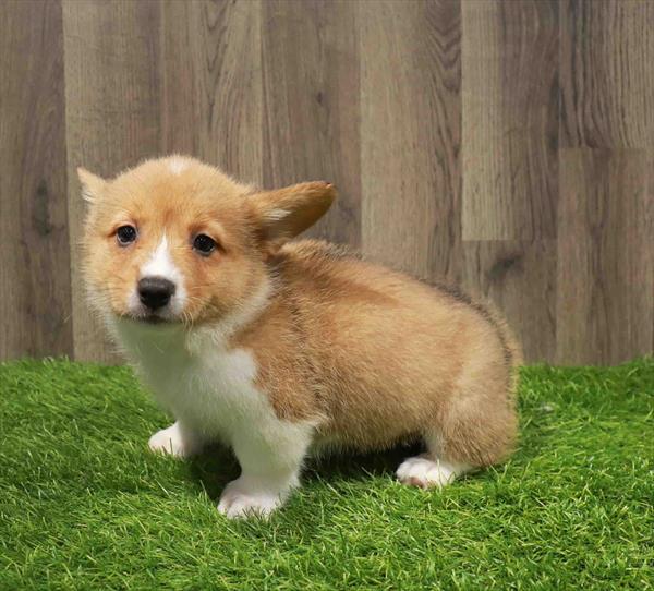 Pembroke Welsh Corgi-DOG-Male-Red Sable-11231-Petland Monroeville, PA