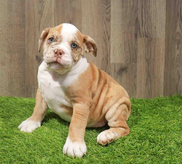 English Bulldog-DOG-Female-Red Merle-11232-Petland Monroeville, PA