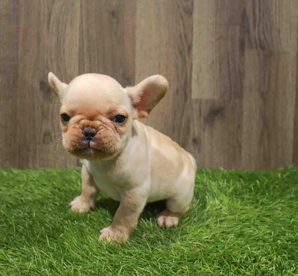 French Bulldog-DOG-Male-Cream-11233-Petland Monroeville, PA