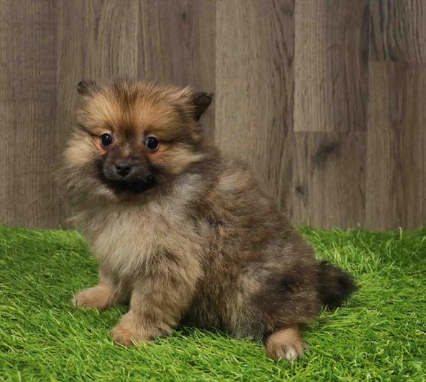 Pomeranian-DOG-Female-Sable-11234-Petland Monroeville, PA
