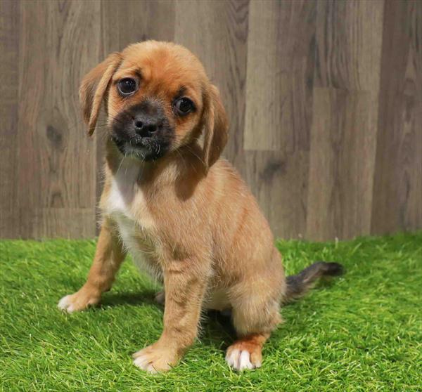 Puggle-DOG-Female-Fawn-11235-Petland Monroeville, PA