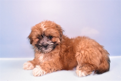 Latese-DOG-Male-Red and White-11250-Petland Monroeville, PA