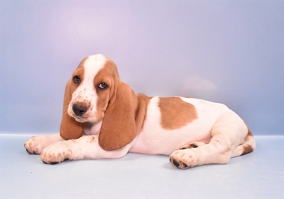 Basset Hound-DOG-Female-Red and White-11251-Petland Monroeville, PA