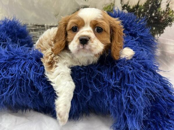 Cavalier King Charles Spaniel-DOG-Male-Blenheim-11271-Petland Monroeville, PA