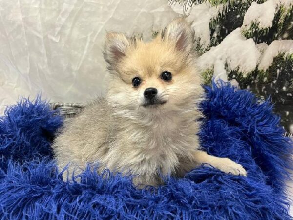 Pomeranian-DOG-Female-Cream Sable-11272-Petland Monroeville, PA