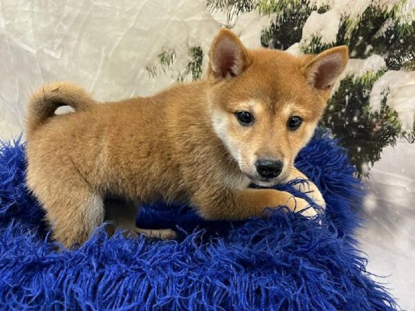 Shiba Inu-DOG-Male-Red Sesame-11273-Petland Monroeville, PA