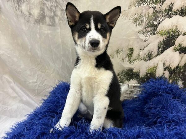 Shiba Inu-DOG-Female-Black and Tan-11274-Petland Monroeville, PA