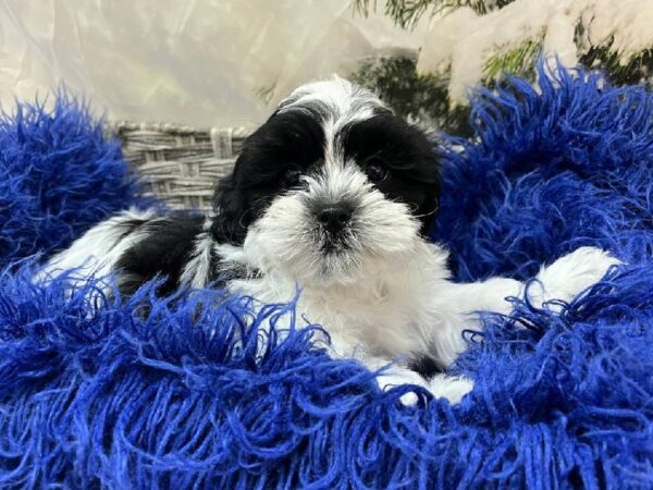 Shipoo-DOG-Male-Black / White-11277-Petland Monroeville, PA