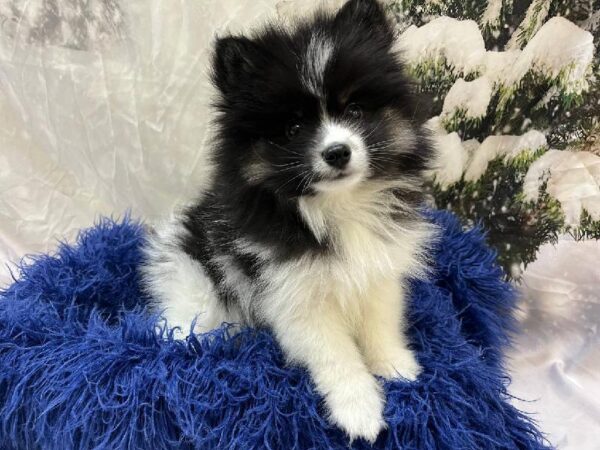 Pomsky 2nd gen.-DOG-Male-Black / White-11276-Petland Monroeville, PA