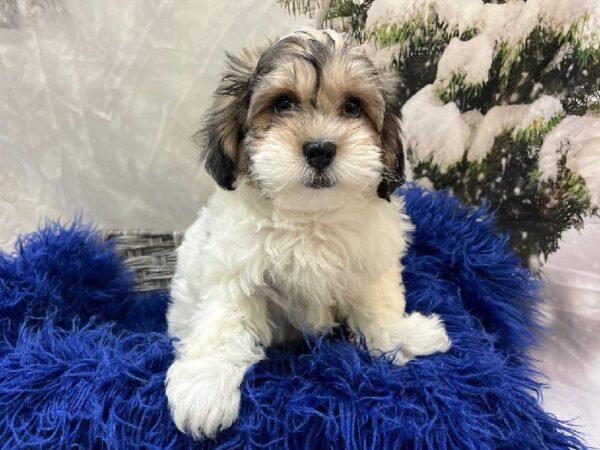 Lhasa-Poo-DOG-Male-Sable / White-11275-Petland Monroeville, PA