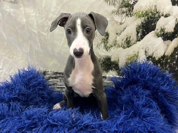 Italian Greyhound-DOG-Female-Blue-11278-Petland Monroeville, PA