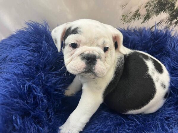 Victorian Bulldog-DOG-Female-Black / White-11289-Petland Monroeville, PA