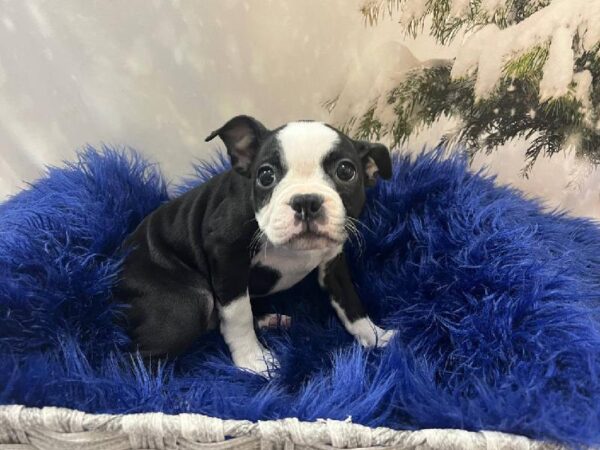Boston Terrier-DOG-Female-Black / White-11293-Petland Monroeville, PA