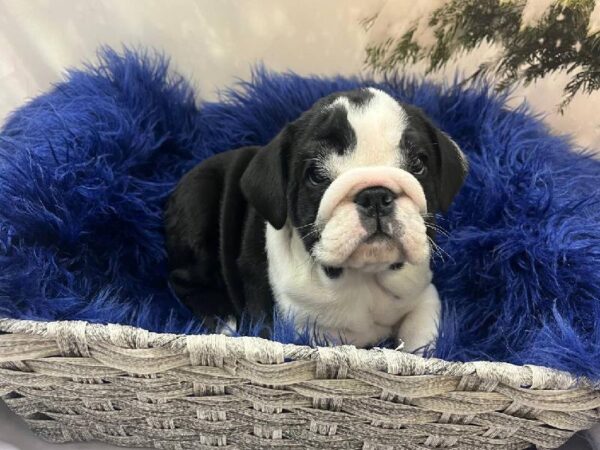 English Bulldog-DOG-Female-Black-11292-Petland Monroeville, PA