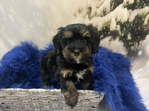 Cockapoo-DOG-Male-Black White / Tan-11295-Petland Monroeville, PA