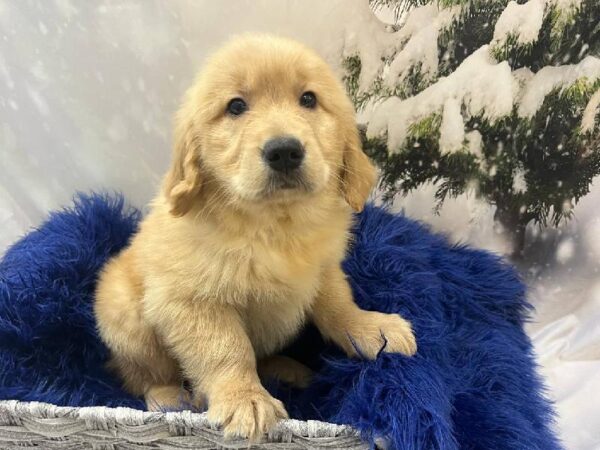 Golden Retriever-DOG-Female-Golden-11294-Petland Monroeville, PA