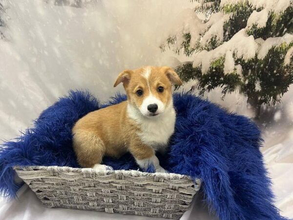 Pembroke Welsh Corgi-DOG-Male-Red / White-11291-Petland Monroeville, PA